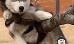 爆料二哈视频大全集下载