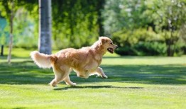 济南骑狗大队爆料视频播放,街头奇观背后的真相
