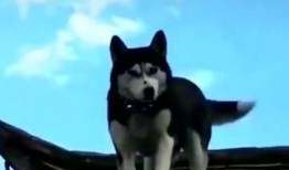 爆料二哈视频大全集下载