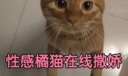 猫怎么做饭爆料视频,跟随视频学习猫咪专属料理