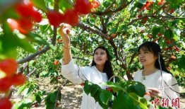 樱桃谷 在线观看,在线揭秘神秘山谷的奇幻之旅