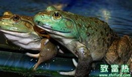 养殖牛蛙爆料方法大全视频,全方位爆料养殖技巧与经验分享