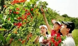 樱桃谷 在线观看,在线揭秘神秘山谷的奇幻之旅