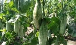 网红诺一斤吃瓜,揭秘网红美食背后的故事