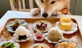 网红狗子吃瓜,萌态十足引网友热议