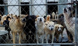 济南骑狗大队爆料视频播放,街头奇观背后的真相