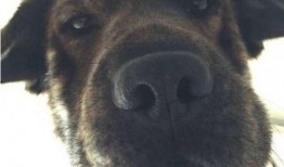 狼狗新皮肤最新爆料图片,炫酷造型，细节满满！