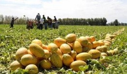 有哈密瓜免费吃,免费哈密瓜等你来尝