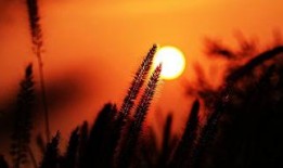 我的太阳在线观看,揭秘剧情高潮与角色命运