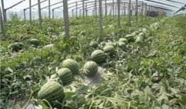 青岛学生吃瓜群众免费吃瓜微信区,微信区掀起夏日狂欢热潮