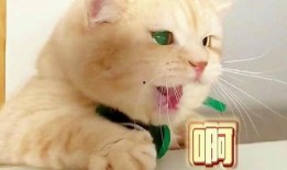 娱乐吃瓜君猫生气歌,萌宠音乐新潮流