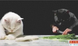 猫怎么做饭爆料视频,跟随视频学习猫咪专属料理