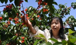 樱桃谷 在线观看,在线揭秘神秘山谷的奇幻之旅