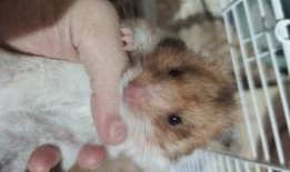 猫怎么做饭爆料视频,跟随视频学习猫咪专属料理