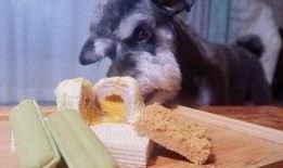 网红狗子吃瓜,萌态十足引网友热议