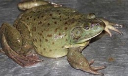 养殖牛蛙爆料方法大全视频,全方位爆料养殖技巧与经验分享